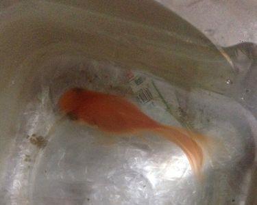 小金鱼可不可以吃稀饭
