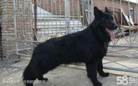 金毛可以和东德一起养吗