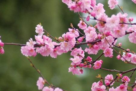 描写花香的近义词