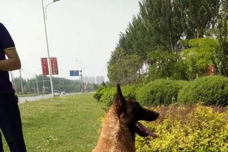母马犬几岁配最好