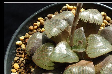 水苍玉是什么样子的