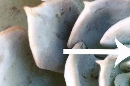 多肉植物长虫子可以喷灭害灵吗