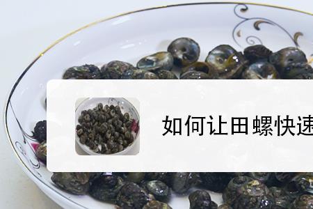 田螺养几天能吃
