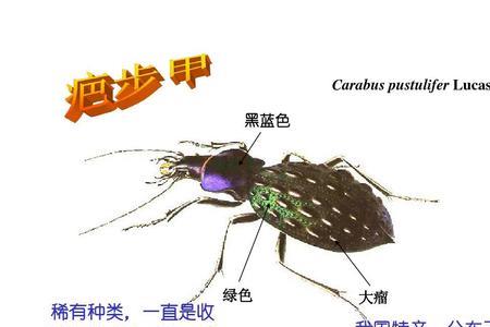 2个字的昆虫名字