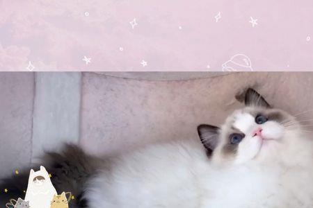 猫成年后会变温驯一些吗