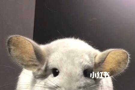 银灰紫斑龙猫怎么识别