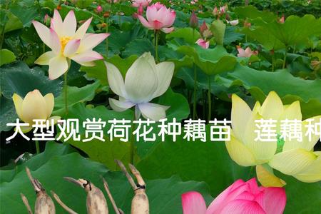 庭院种植荷花种藕的时间和方法