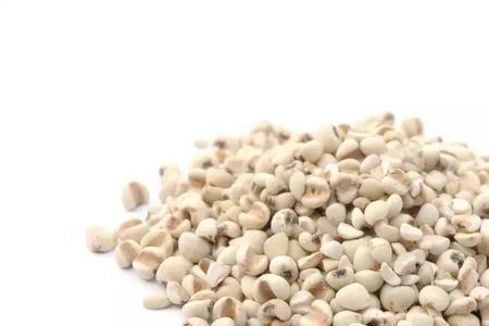 薏米茶可以用冷水泡吗