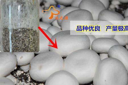 双孢菇母种如何制种