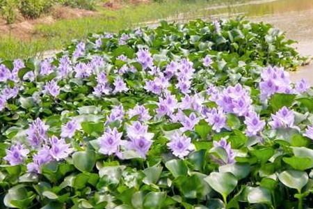 水葫芦的生长需要什么条件