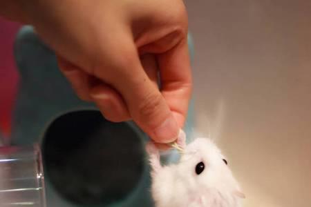 怎么称仓鼠体重