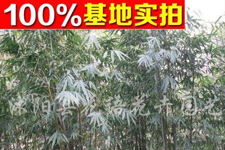 窝竹和丛竹区别