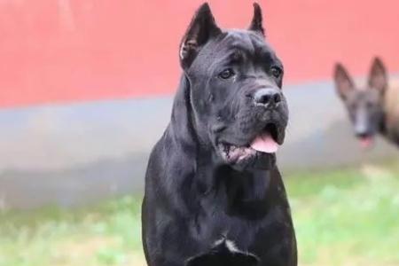卡斯罗犬适合新手养吗