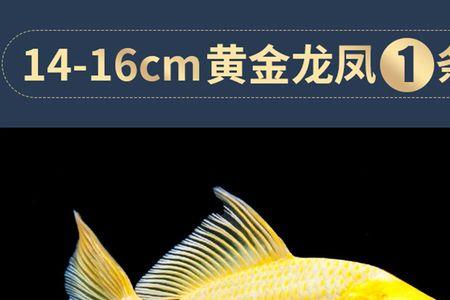 黄金鲤鱼为什么会变红