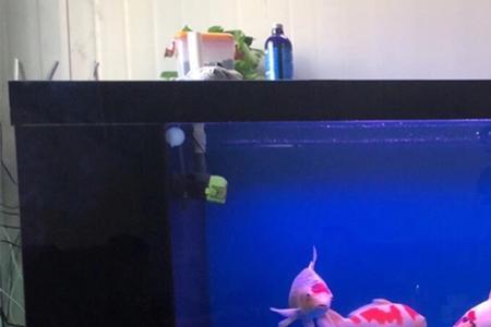鱼换了新缸为啥不能喂食