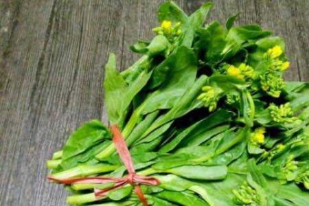 油菜花的嫩茎能吃吗