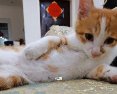 猫咪怕硫磺吗
