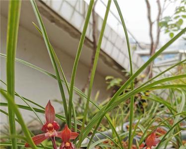 醉红素兰花优缺点