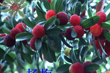 杨梅的味道课文