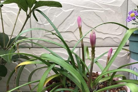 风雨兰几片叶子开花