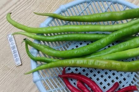 红菜椒怎样腌制长久不坏