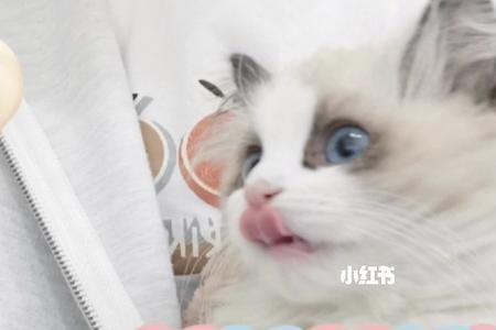 猫咪踩奶流下的口水脏不脏