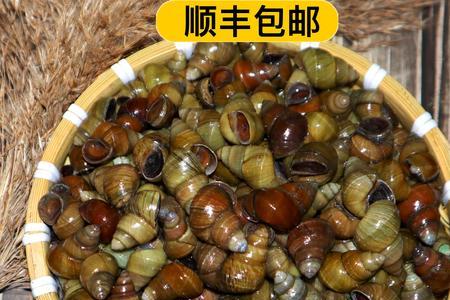 一斤10石螺有多少个