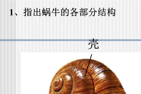蜗牛为什么叫牛