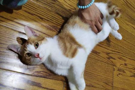 两个品种不同的猫可以一起养嘛