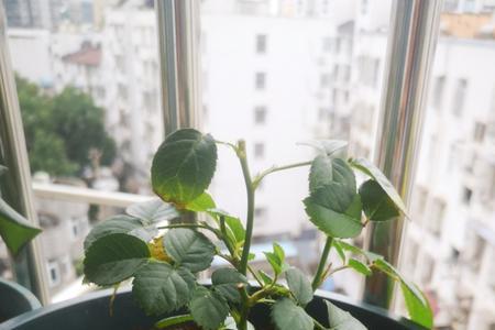 蜈蚣怕月季花的香味吗
