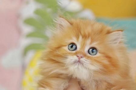 高地猫的生长周期多久