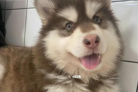 阿拉斯加幼犬一分钟呼吸多少次