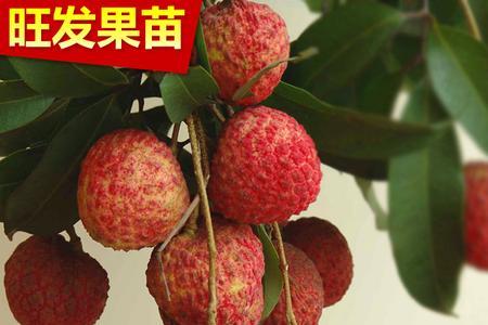 桂味荔枝九月份管理要点