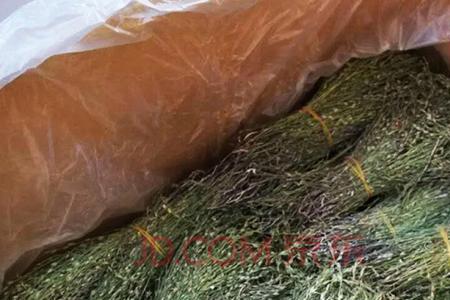 新鲜独脚金可以放冰箱吗