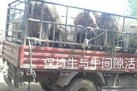 牛冻精怎么运输和保存