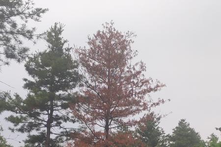 松树林下种植什么好