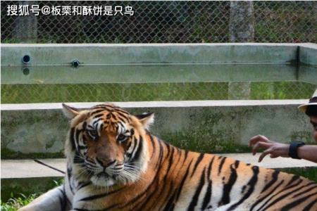人类能驯服的最大猫科动物