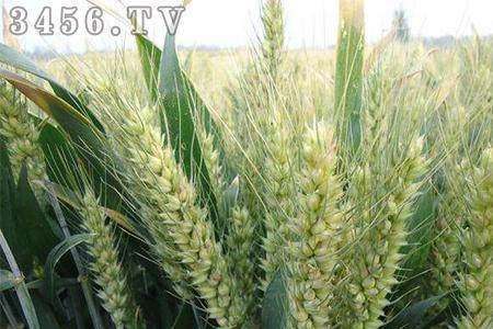 菏麦30小麦种子介绍