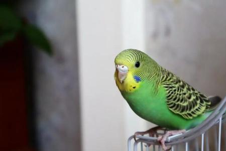 鹦鹉喂多了会撑死吗
