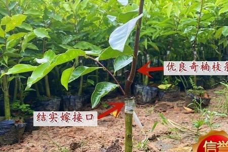 奇楠香树几年能大