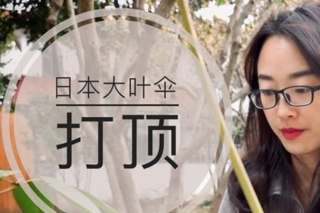 山乌龟几月份换盆最好