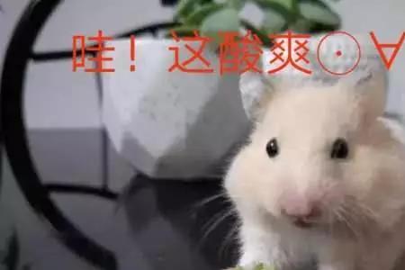 神马食物不能给金丝熊吃