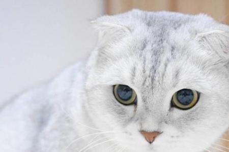 折耳猫怎样养：能听懂人话吗