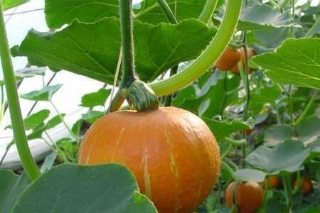 大漠南瓜种植方法