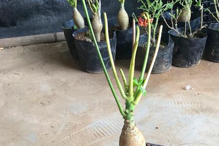网购的佛肚海棠怎么上盆