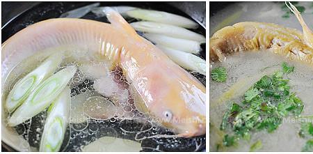 戈雅鱼吃什么饲料