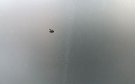粉粉的小飞虫是什么