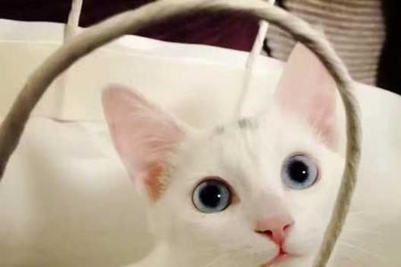 猫咪几个月能独立