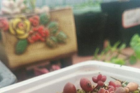 红珊瑚多肉好度夏吗