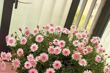 玛格丽特不怎么开花还木质化了